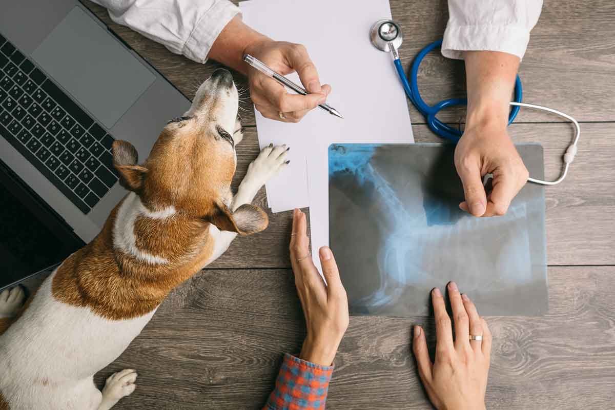 in-house-veterinary-laboratory-diagnostics-redstone-veterinary